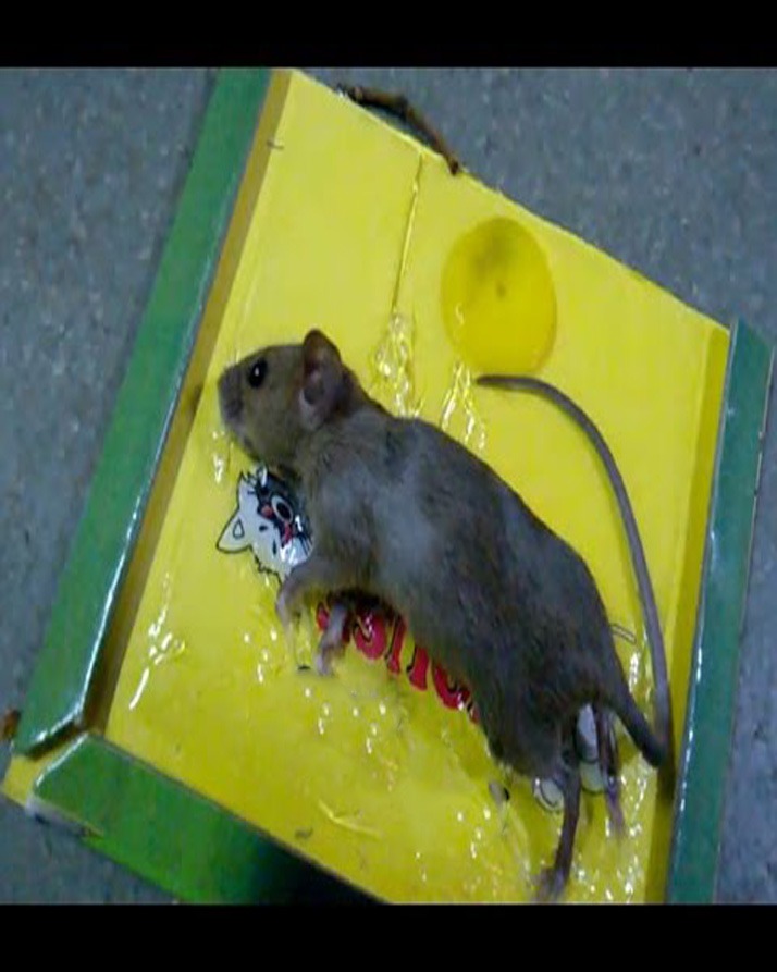 Reusable Expert Catch Mouse & Rat Glue Catch Trap - Image 2